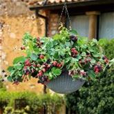 Hängebegonie 'Rosana® Champagner'