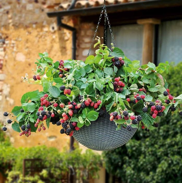Hänge-Brombeere 'Coolaris® Cascata® Black' (Black Cascade)