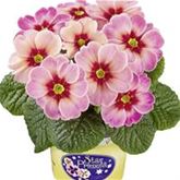 Stern-Primel 'Jupiter® Champagne'