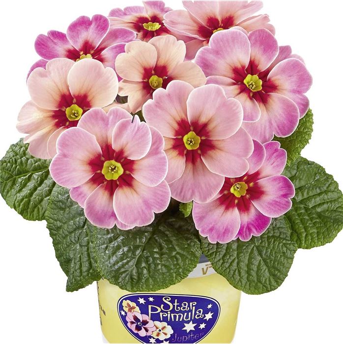 Stern-Primel 'Jupiter® Champagne'