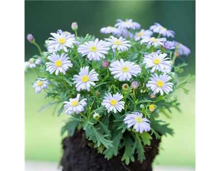 Australisches Gänseblümchen pflanzen und pflegen