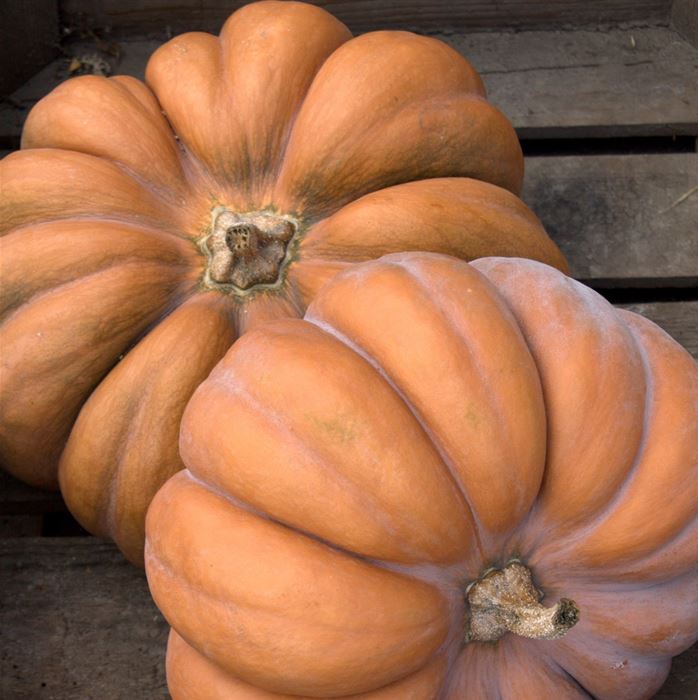 Moschus-Kürbis 'Muscat de Provence'