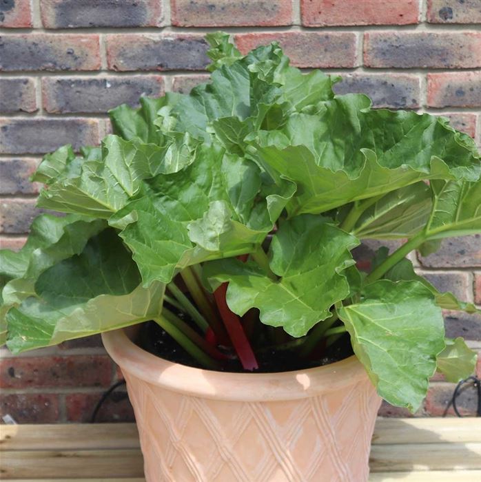 Rhabarber 'Sanvitos® Summer'