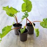 Rhabarber 'Sanvitos® Summer'