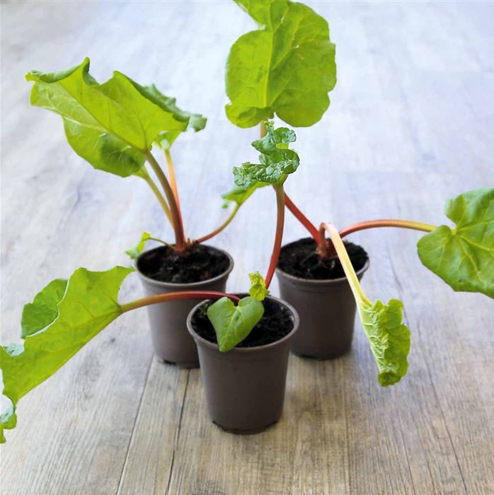 Rhabarber 'Sanvitos® Summer'