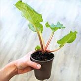 Rhabarber 'Sanvitos® Summer'