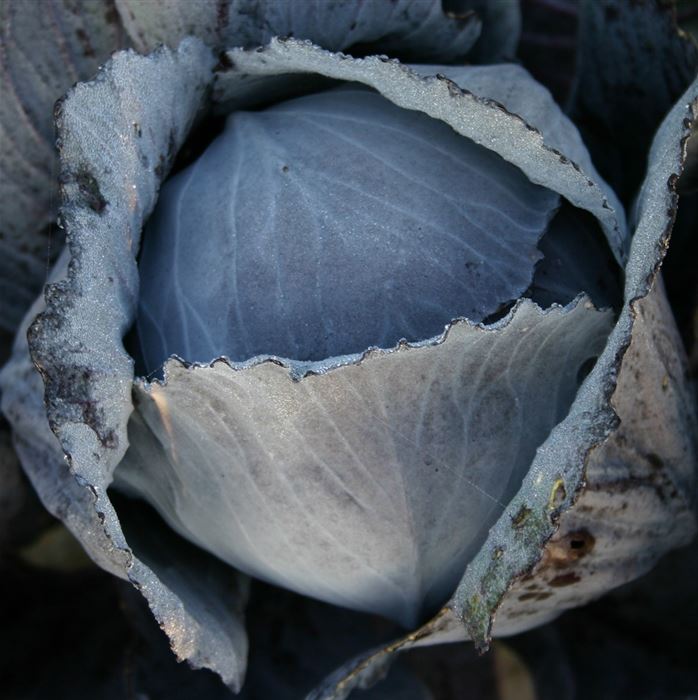 Rotkohl 'Langedijker Dauer 2'