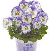 Edelveilchen 'Cats® Light Blue'
