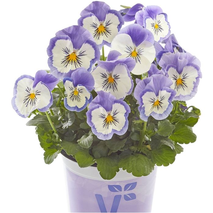 Edelveilchen 'Cats® Light Blue'