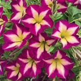 Hänge-Petunie 'Surfinia® Star Burgund'