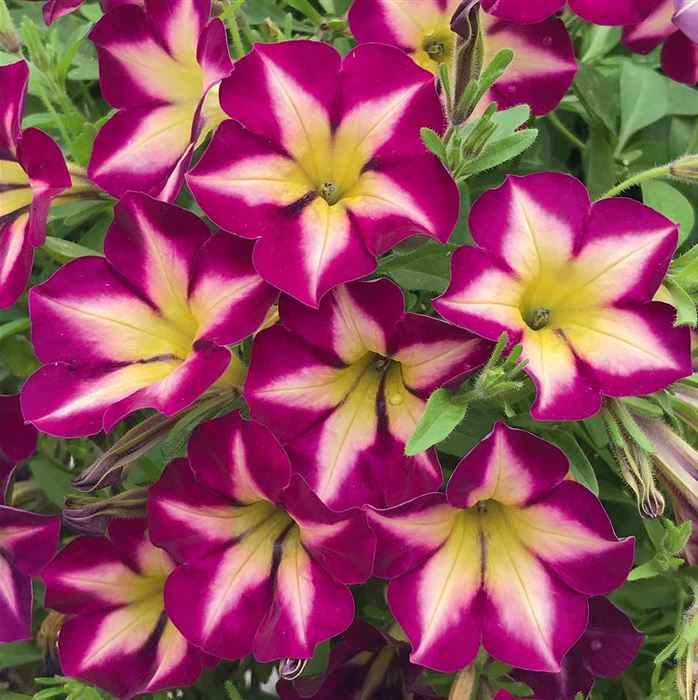 Hänge-Petunie 'Surfinia® Star Burgund'