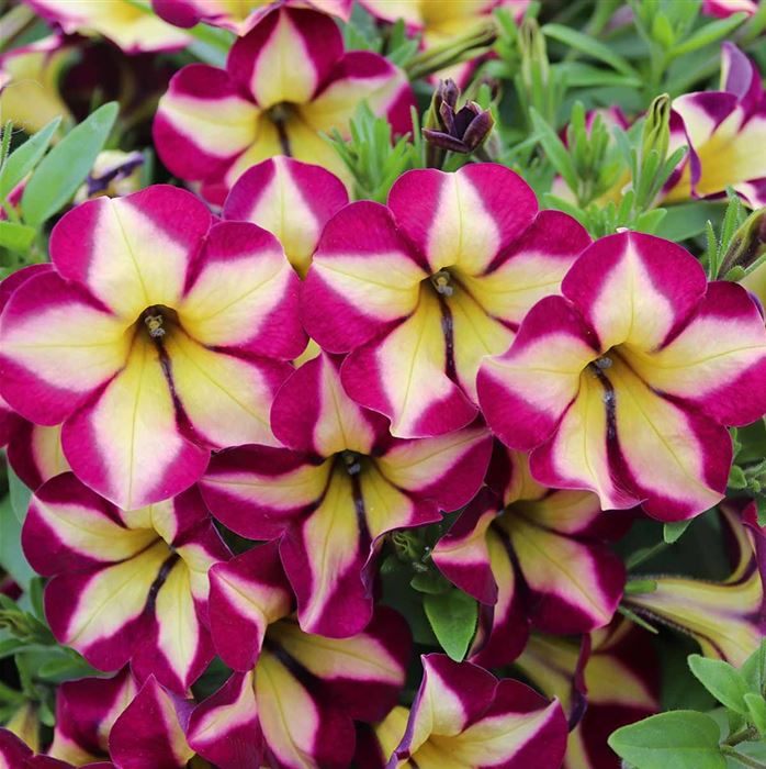 Hänge-Petunie 'Surfinia® Star Burgund'