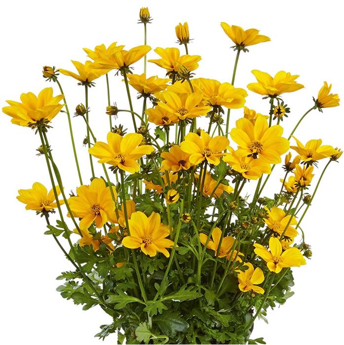 Bidens 'Bidopsis® Efraim's Gold' Bidens 'Bidopsis® Efraim's Gold'