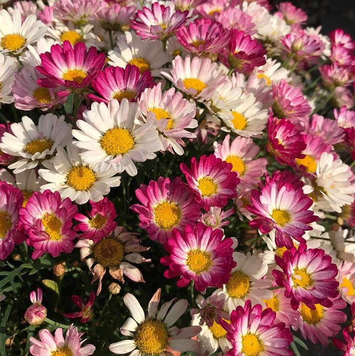 Strauchmargerite 'Aramis® Bicolor Rose'