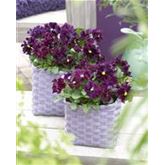 Edelveilchen 'Orchi® Burgundy'