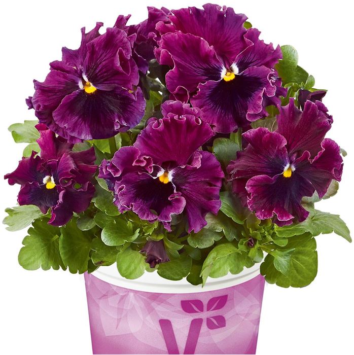 Edelveilchen 'Orchi® Burgundy'