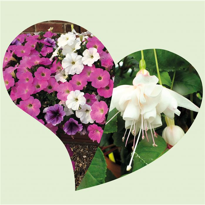 Balkonblumen-Mix 'White & Candy'