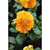 Edelveilchen 'Orchi® Orange'