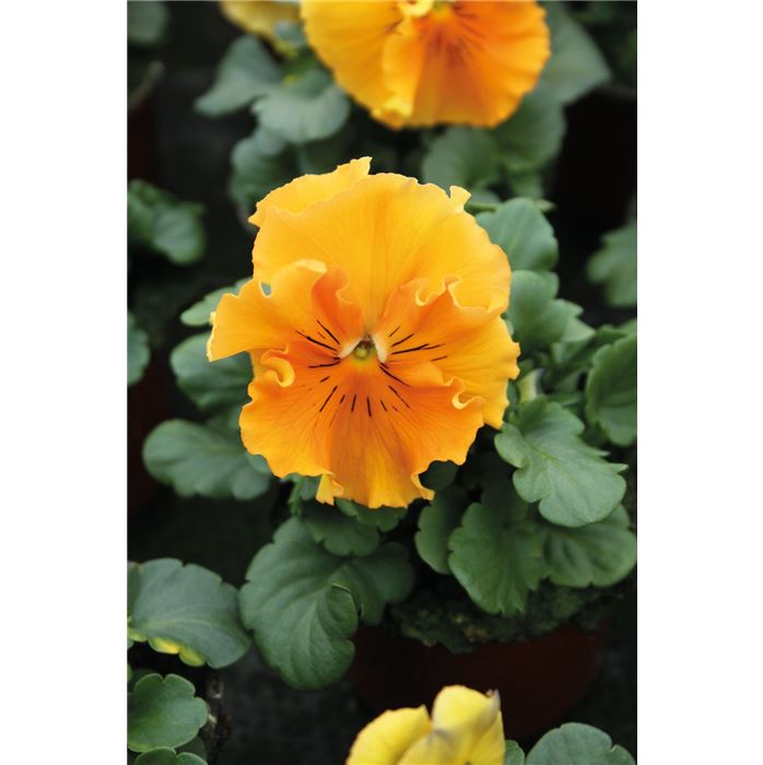 Edelveilchen 'Orchi® Orange'