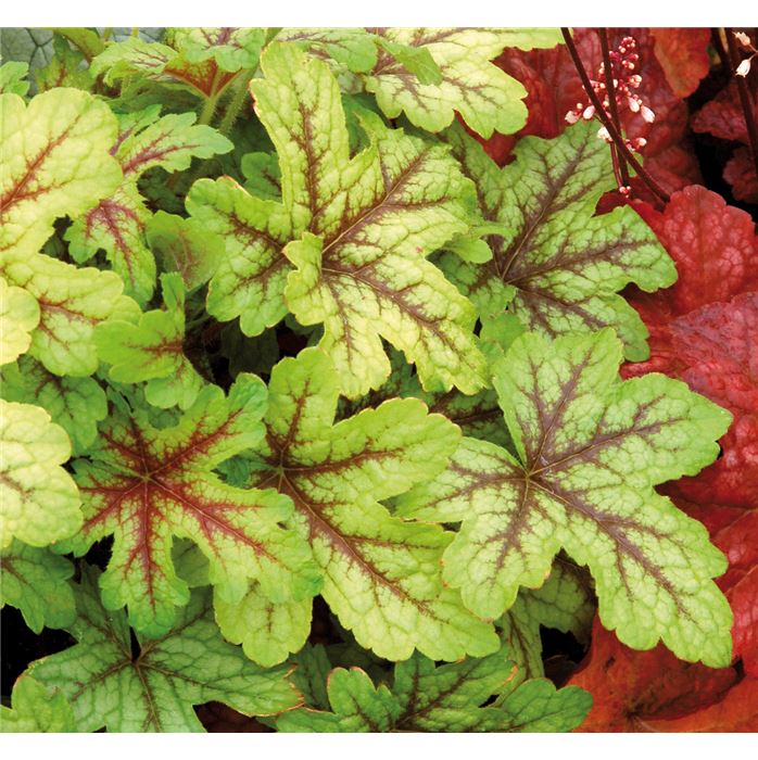 Heucherella 'Alabama Sunrise' Heucherella 'Alabama Sunrise'