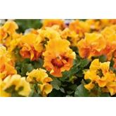 Edelveilchen 'Orchi® Orange'