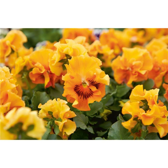 Edelveilchen 'Orchi® Orange'