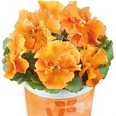 Edelveilchen 'Orchi® Orange'
