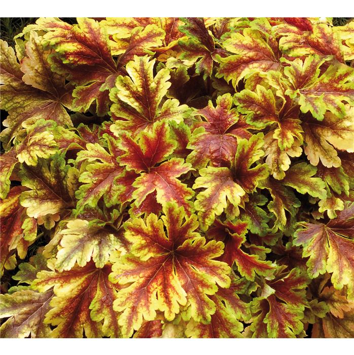 Heucherella 'Gold Zebra'