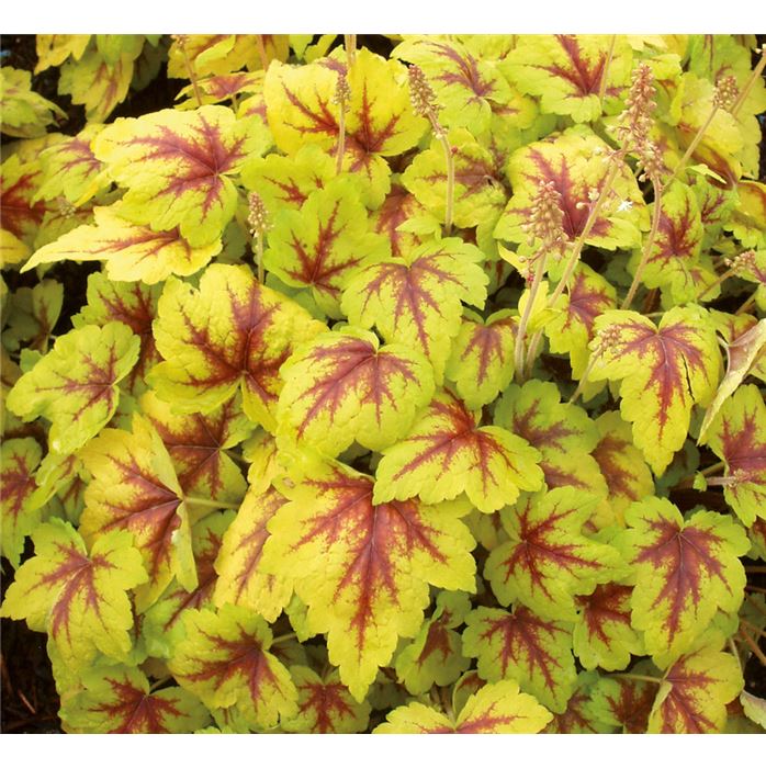 Heucherella 'Stoplight'