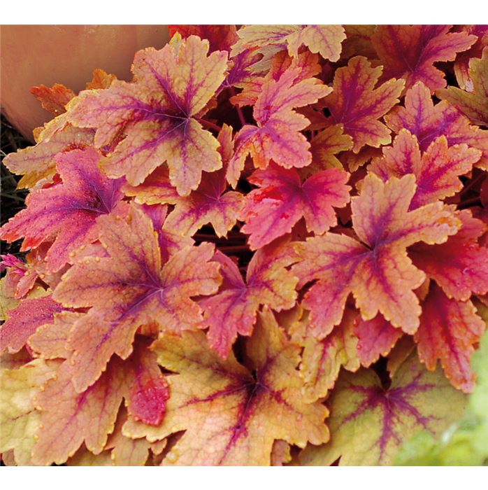 Heucherella 'Sweet Tea'