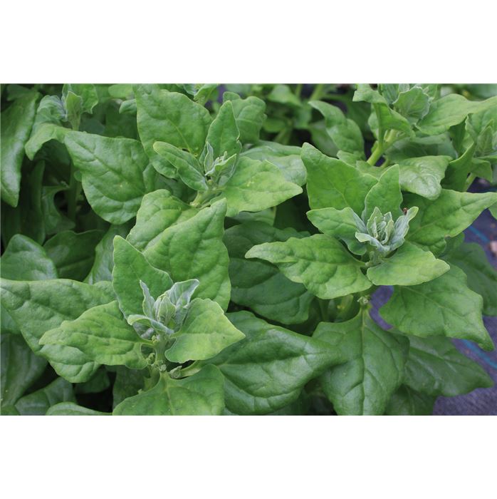 Neuseeländer Spinat