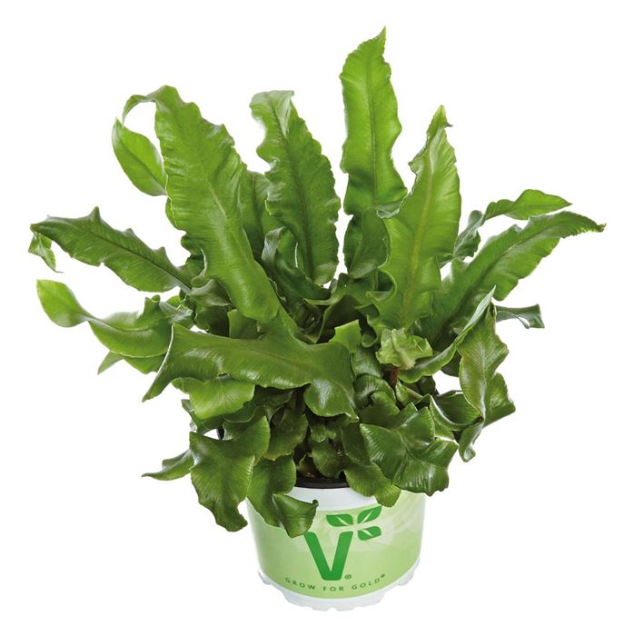 Hirschzungenfarn 'Phyllis'
