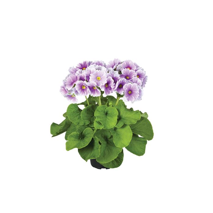 Becher-Primel 'Touch Me® Blue-White'