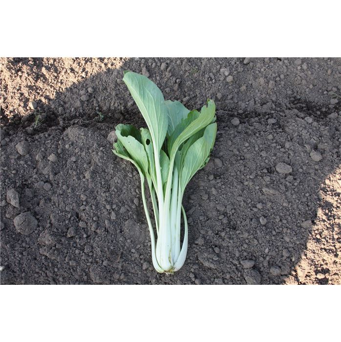 Pak-Choi 'Taisai'