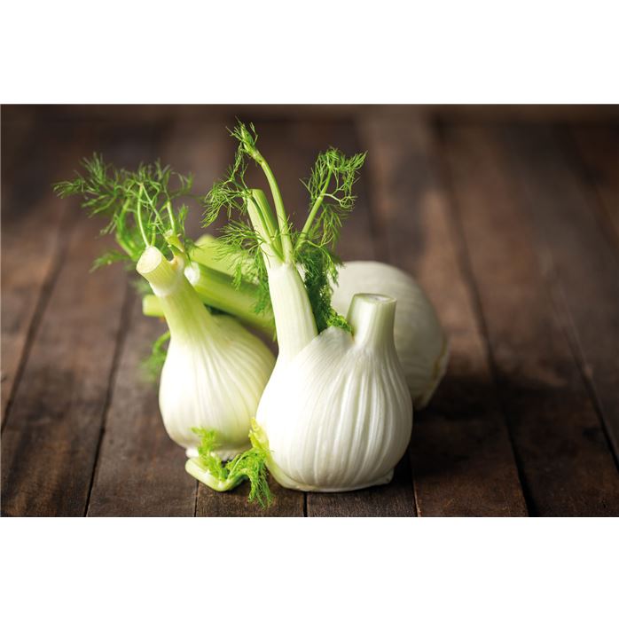 Fenchel 'Perfektion'