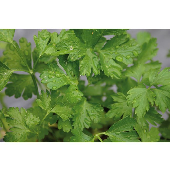 Petersilie 'Gigante di Napoli'