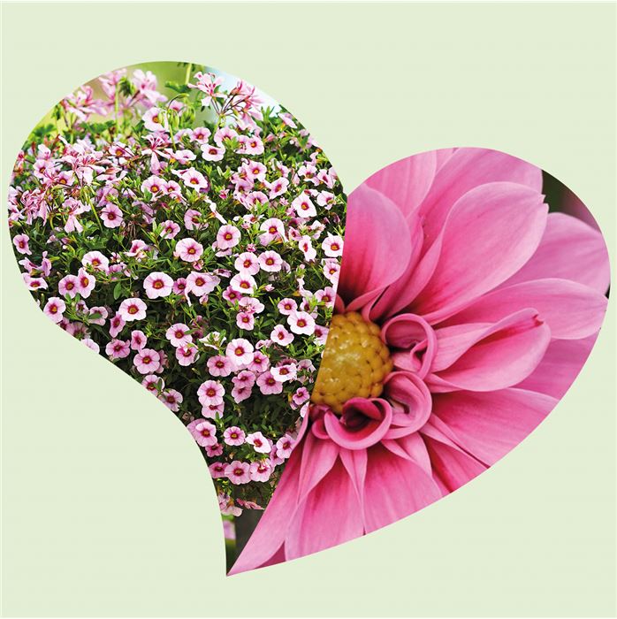 Blütentraum Zauberglöckchen und Dahlien 'Magic Rose'