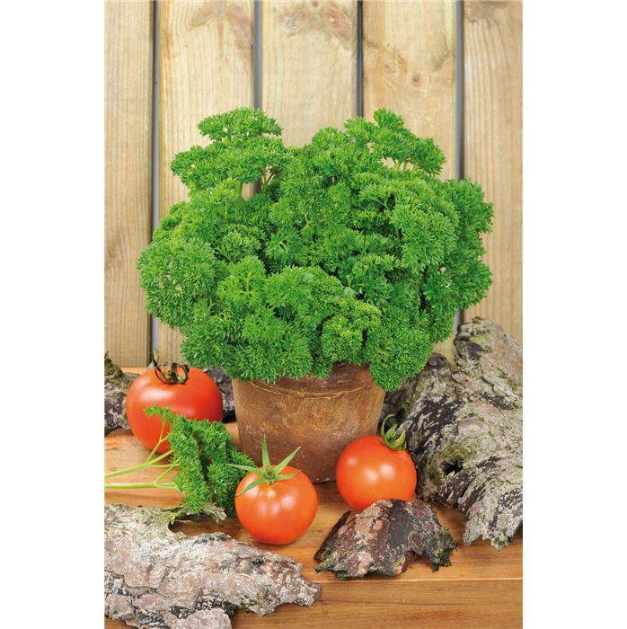 Petersilie 'Mooskrause'