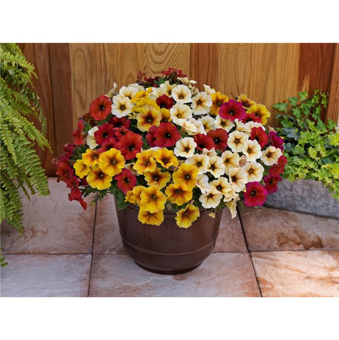 Petunie 'Chameletunia® Mix'