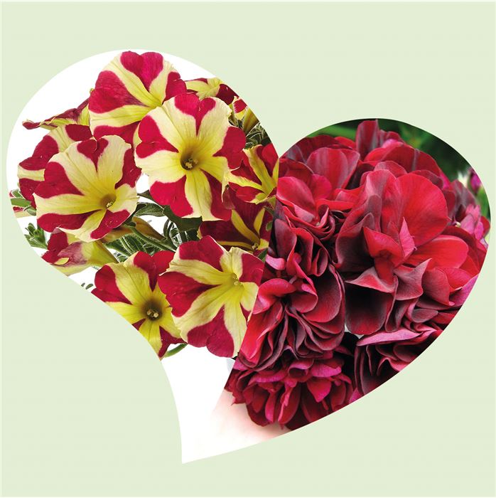 Petunien-Geranien-Mix 'Balcony Lovers'
