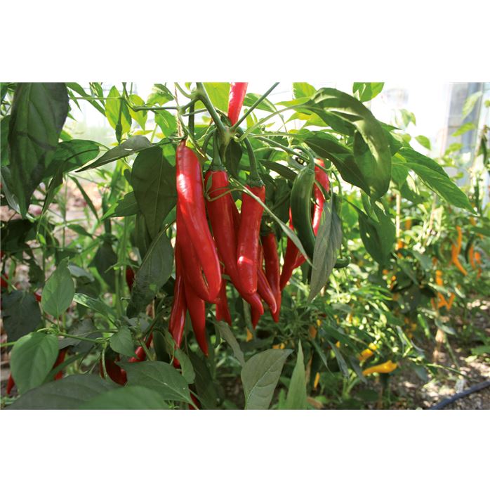 Pfefferoni 'Koh Samui' F1