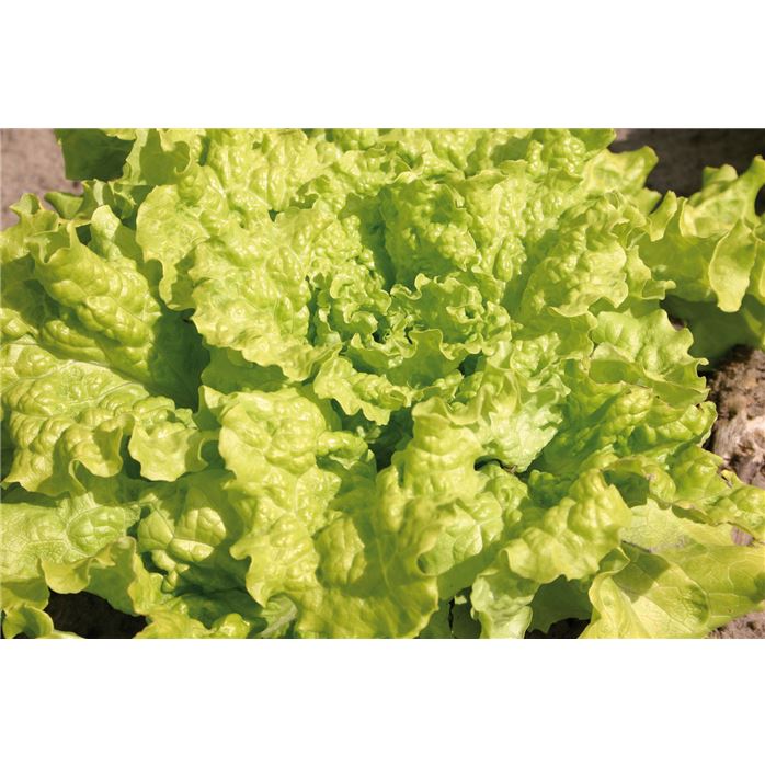 Pflücksalat 'Black Seeded Simpson'