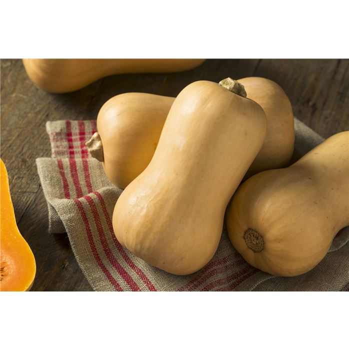 Butternut-Kürbis 'Butternut'