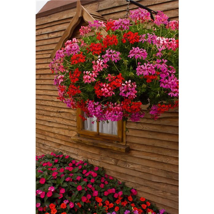 Geranie 'Decora Mix'