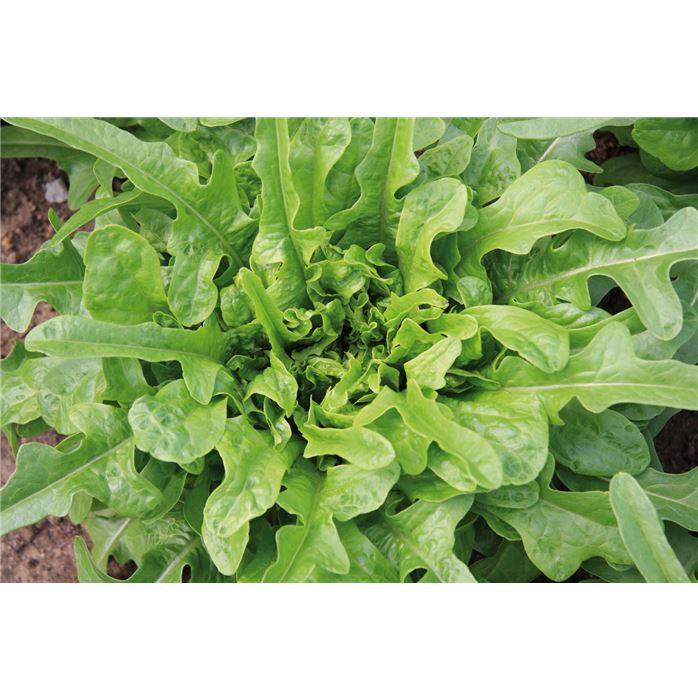 Pflücksalat 'Catalogna'