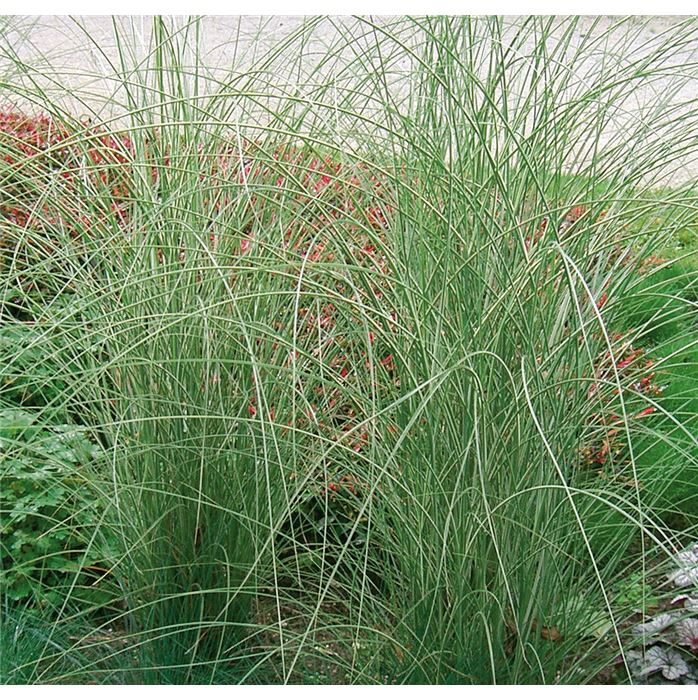 Chinaschilf 'Morning Light'