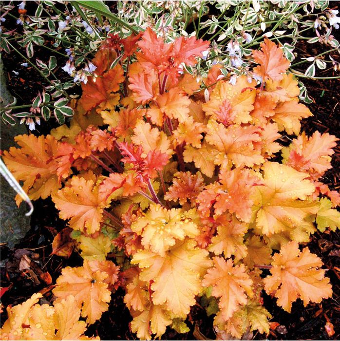 Purpurglöckchen 'Marmalade'