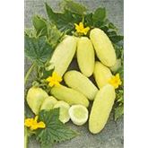 Gurke 'Gelbe'
