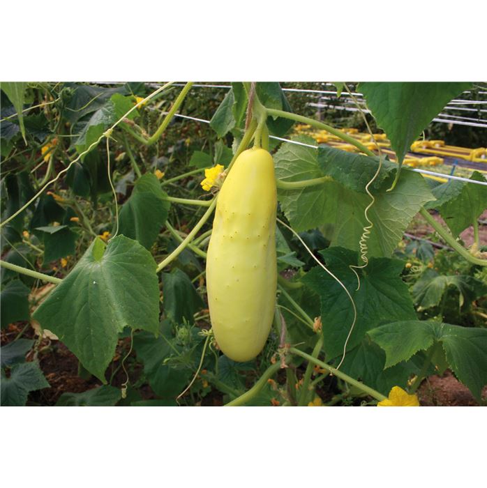 Gurke 'Gelbe'