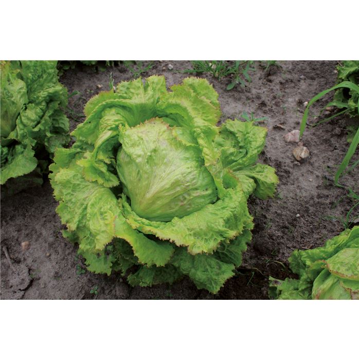 Salat 'Grazer Krauthäuptel'